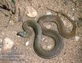 Natrix tessellata DE: W�rfelnatter UK: Dice Snake Tessellated  IT: biscia tassellata CZ: u�ovka podplamat� TR: Su Yilani FR: Couleuvre tessell�e PL: zaskroniec rybo��w  SK: u�ovka f�kan� HU: Kock�s sikl� NL: Dobbelsteenslang